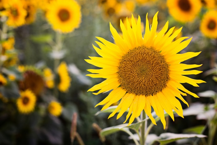 fleurs d'été