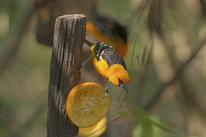 un oriole d'Altamira mangeant une tranche d'orange.