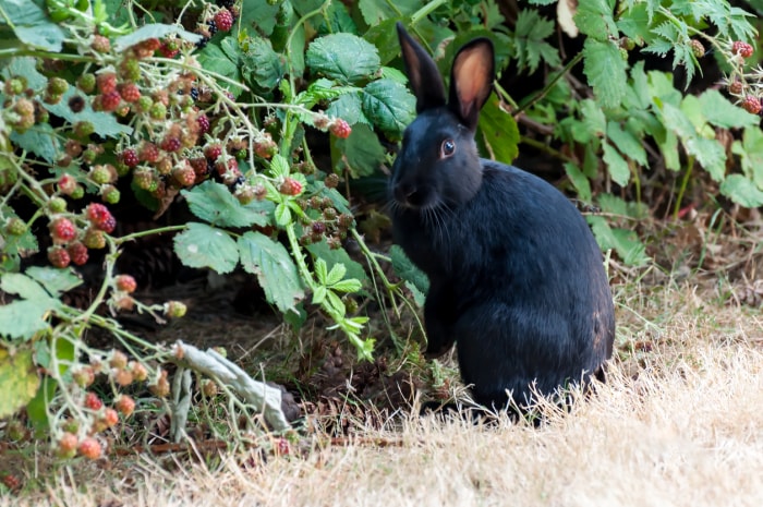 comment faire pousser des framboises lapin sauvage près du framboisier