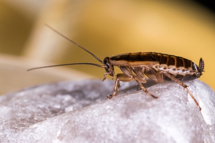 comment se débarrasser des cafards - blatte germanique