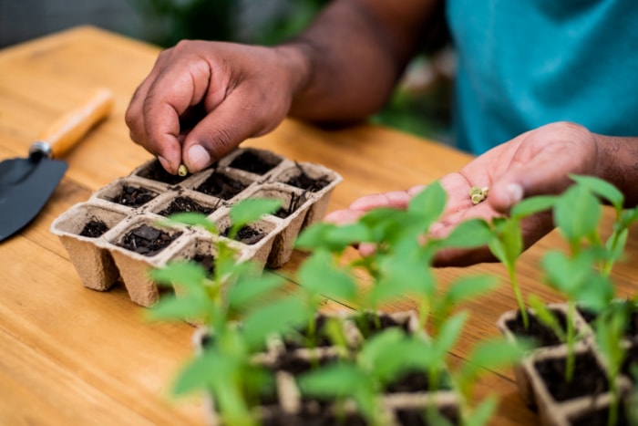 propagation des plantes - plantation de semences