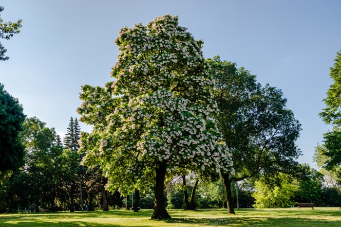 arbres d'ombrage à croissance rapide catalpa du nord