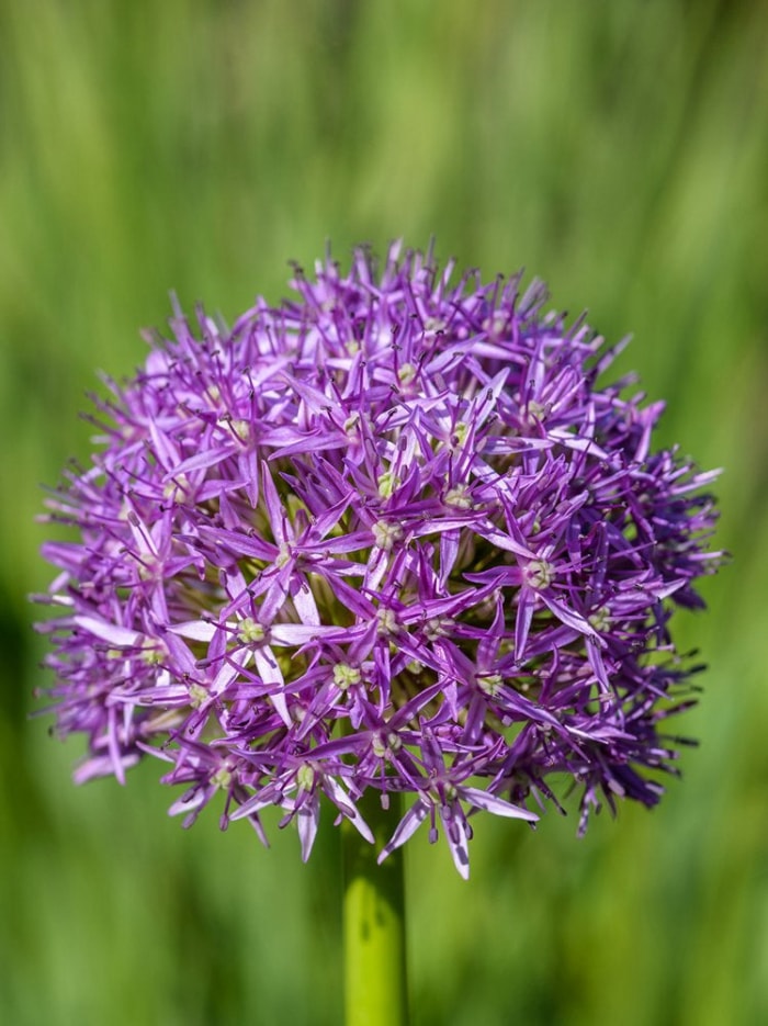 Ces 10 plantes à fleurs présentent les plus grandes fleurs