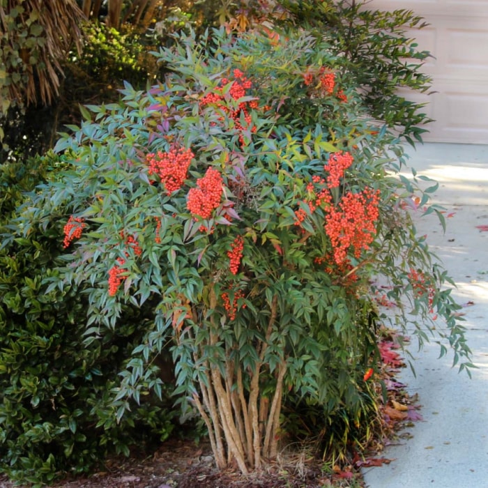 Plante de bambou sacré Nandina aux baies rouges