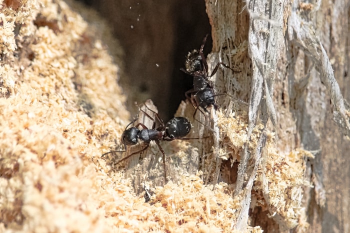 vue rapprochée de fourmis rampant sur le bois clair d'un tronc d'arbre mort