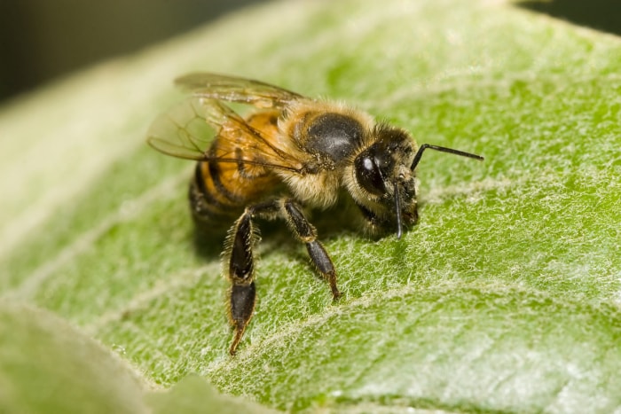 types d'abeilles - abeilles africanisées