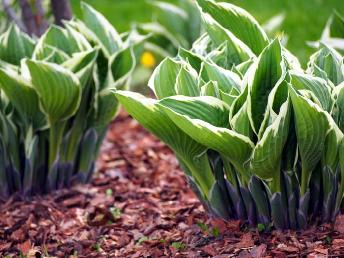 Hostas vertes et blanches dans le parc.