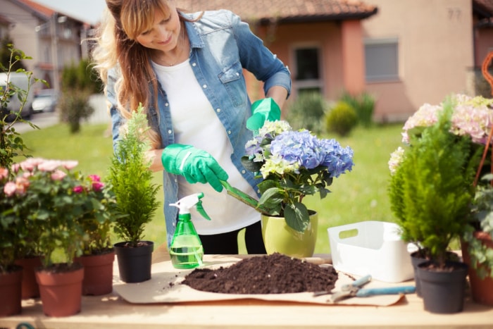 Les hortensias peuvent-ils pousser en pot - planter un hortensia en pot