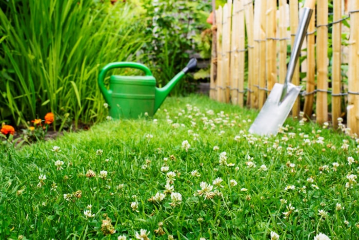 Pelouse de trèfle avec outils de jardin