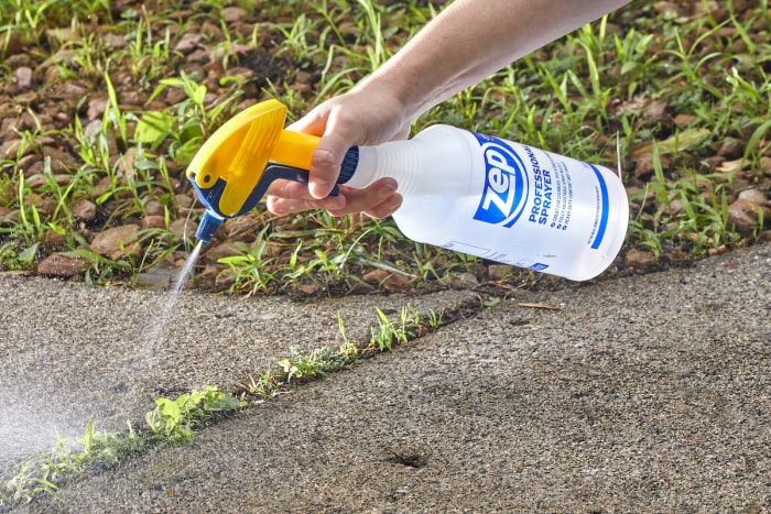 Une femme pulvérise une solution d’eau salée sur les mauvaises herbes dans son allée.