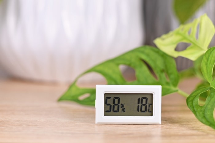 Le lecteur d'humidité intérieure est assis sur des tables en bois près de palmiers verts.