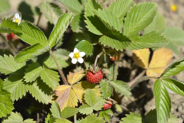 Fraise des bois (Fragaria vesca)