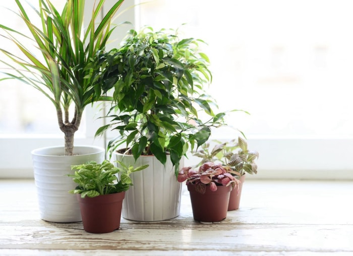 11 raisons pour lesquelles vos plantes d'intérieur meurent