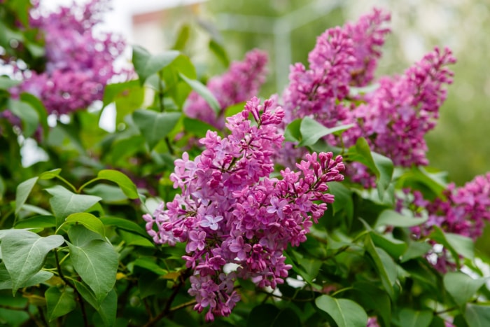 fleurs qui attirent les papillons - lilas