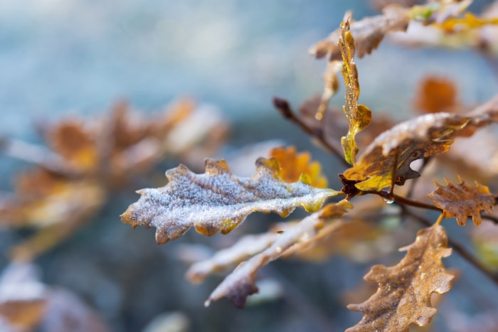 feuillage d'automne