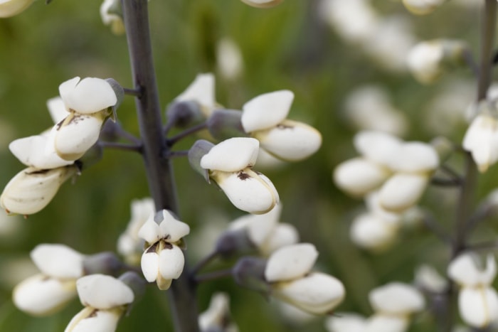 Crème Faux Indigo (Baptisia bracteata)