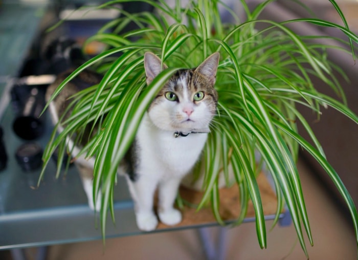 Les 12 plantes d'intérieur les plus tendance pour votre bureau à domicile, selon les masses