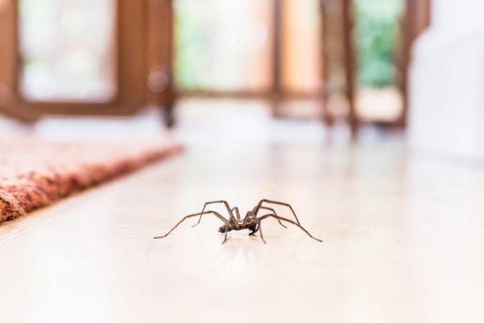 Araignée rampant sur le sol