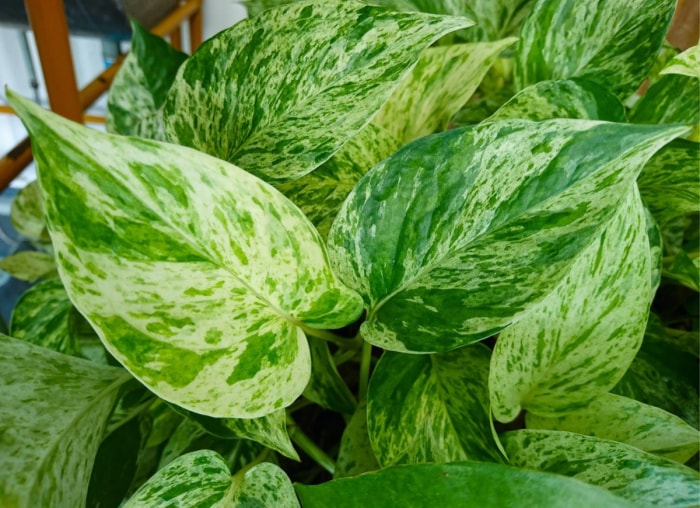 10 variétés de pothos pour votre collection de plantes d'intérieur faciles à entretenir