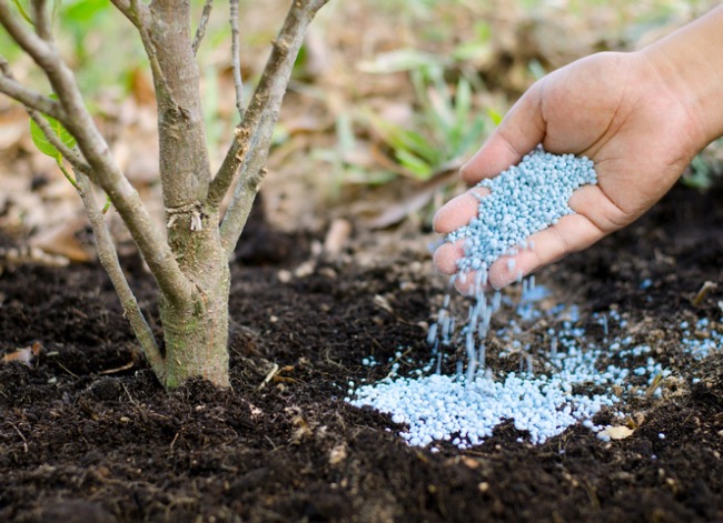 quand pulvériser les arbres fruitiers