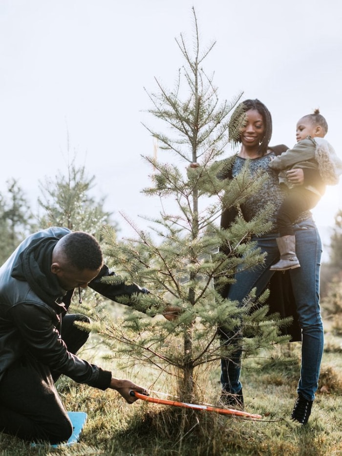 10 choses à savoir avant de couper votre propre sapin de Noël