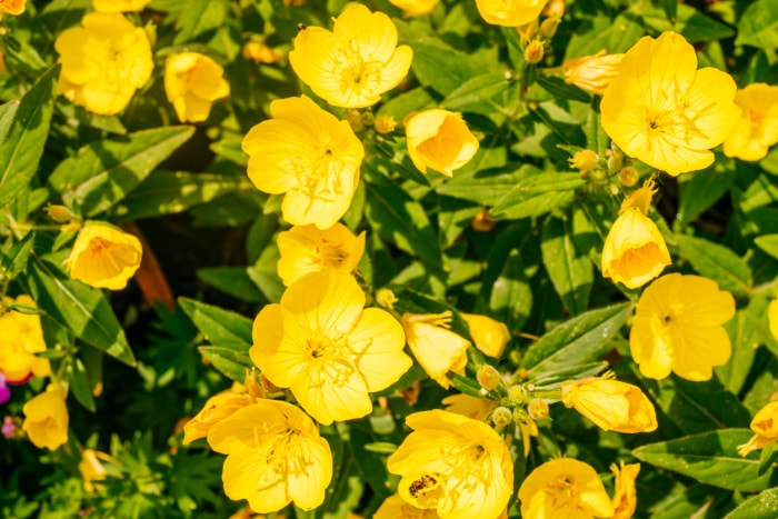 types de fleurs sauvages onagre