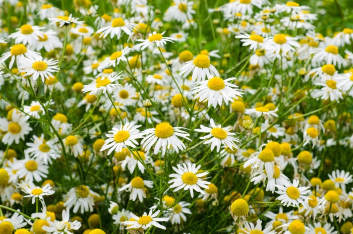 vue rapprochée de fleurs de camomille allemande dans un champ avec des pétales blancs