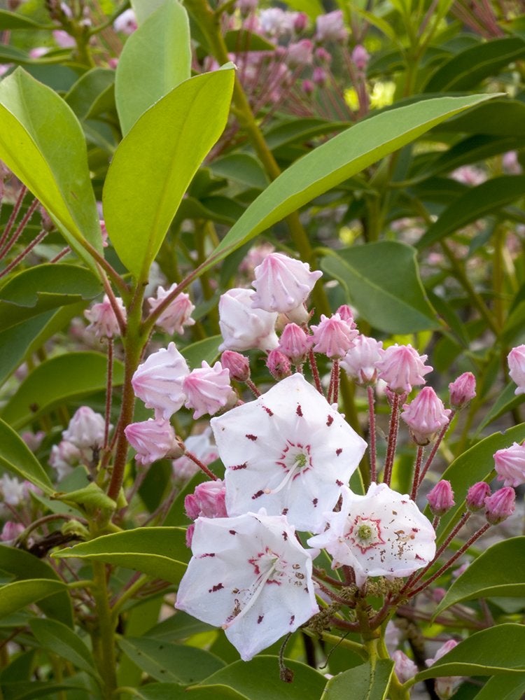 14 meilleures plantes pour sous les arbres