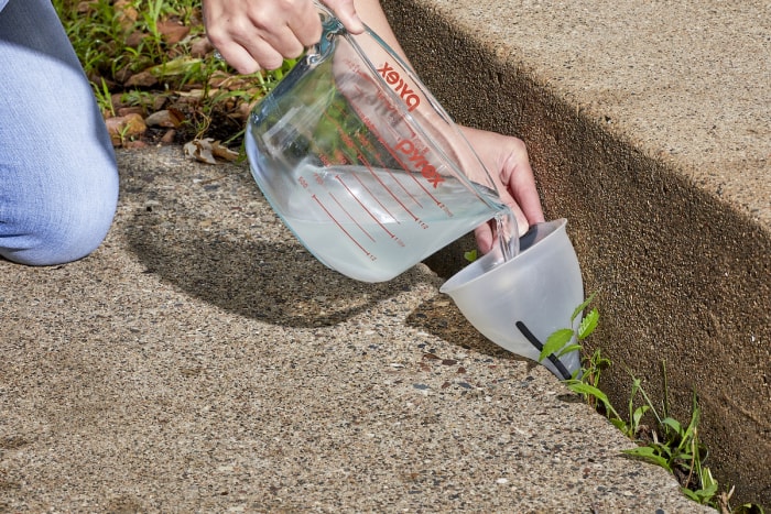 Une femme utilise une tasse à mesurer en verre pour verser de l'eau salée à travers un entonnoir sur les mauvaises herbes près d'une allée.