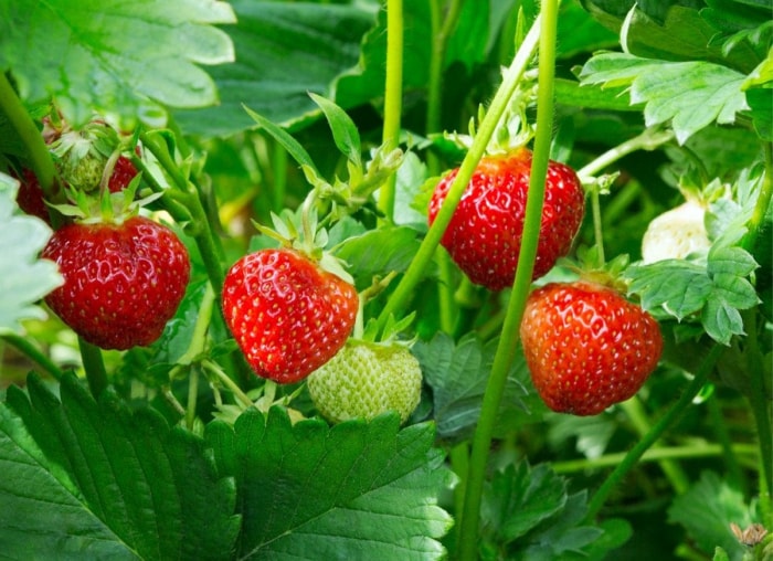 Les légumes, fruits et herbes à croissance rapide pour les jardiniers impatients