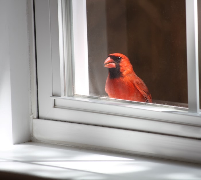 Oiseau rouge à l'extérieur de la fenêtre