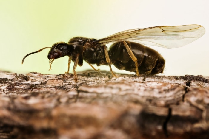 Termites et fourmis