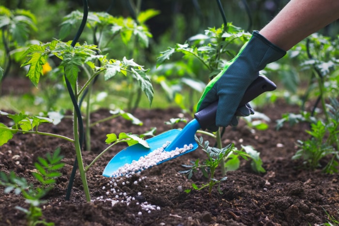 engrais pour plantes vs. engrais – jardinier qui pulvérise de l'engrais