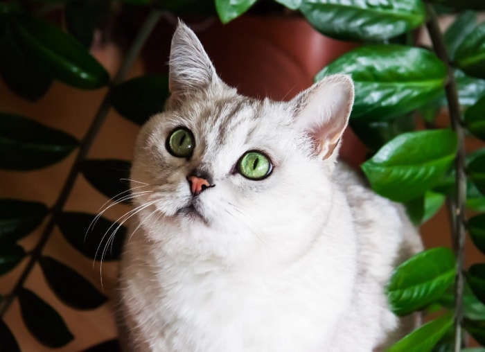 10 plantes d'intérieur tendance qui sont sans danger pour les animaux de compagnie, selon les experts