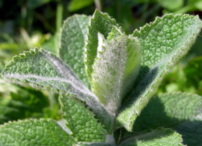 7 herbes qui nettoient la maison