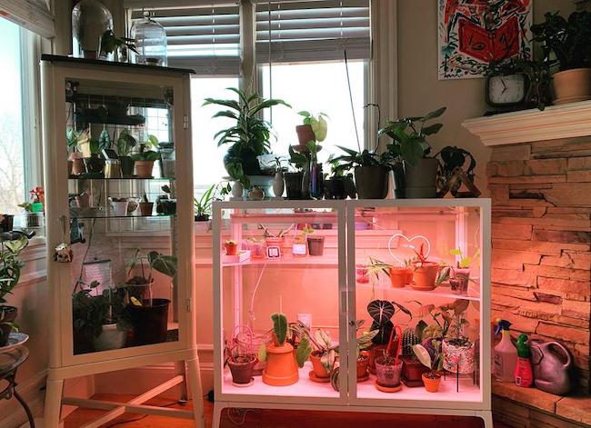 Voici l'astuce IKEA ultime pour les parents de plantes