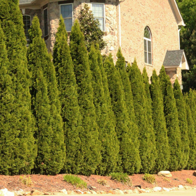 Arbres à feuilles persistantes à croissance rapide - Thuja Green Giants