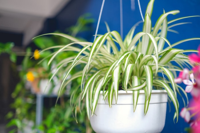 Plante araignée blanche et verte suspendue