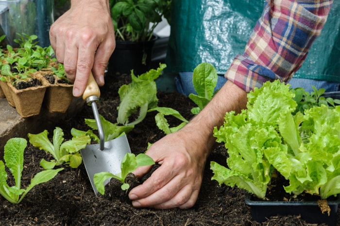 10 plantes qui poussent mieux avec des compagnons