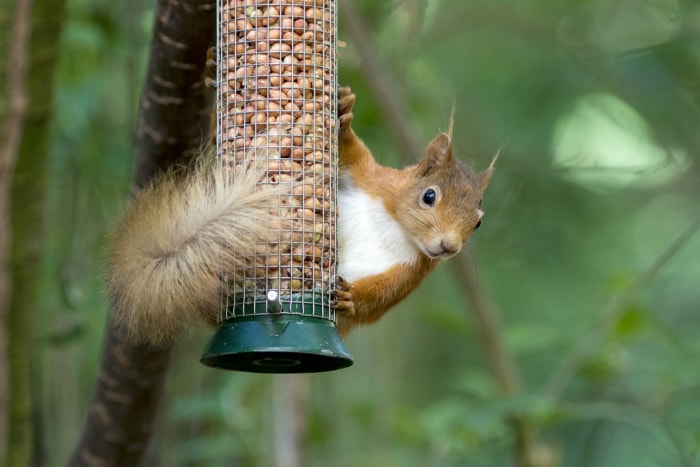 Un écureuil roux (Sciurus vulgaris) en Écosse, au Royaume-Uni