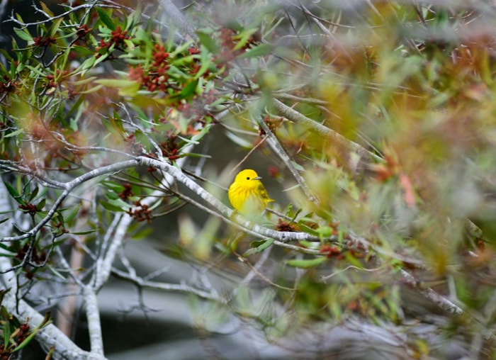 10 plantes de jardin qui nourriront les oiseaux de basse-cour en automne et en hiver