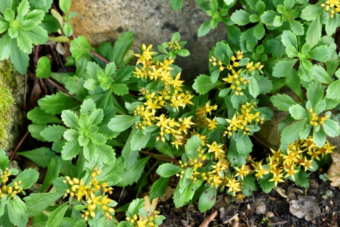 Plante verte à fleurs jaunes