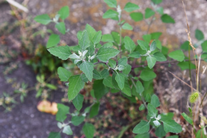 pelouse mauvaises herbes quartier d'agneaux