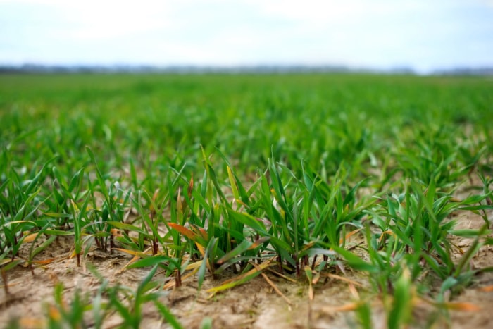 Jeunes plants de blé