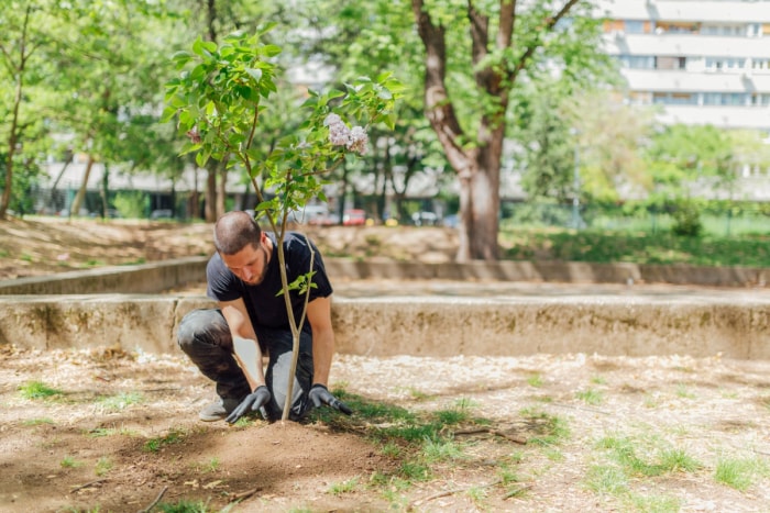 Qu'est-ce que l'équité des arbres - un homme plantant un arbre en milieu urbain