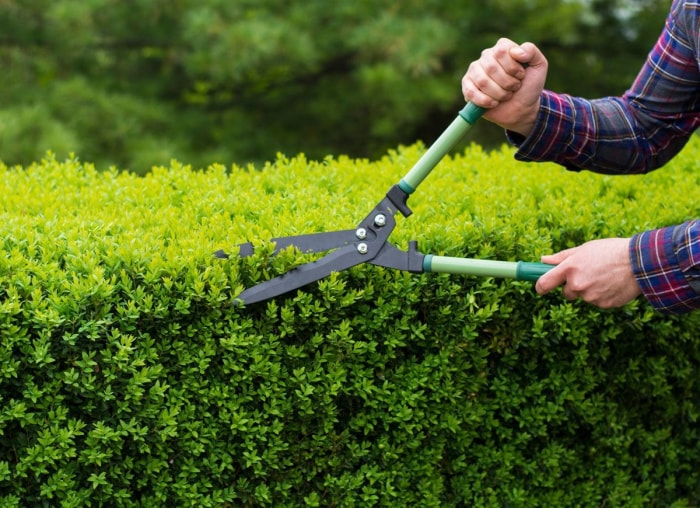 Les meilleures choses que vous pouvez faire pour votre jardin cet automne