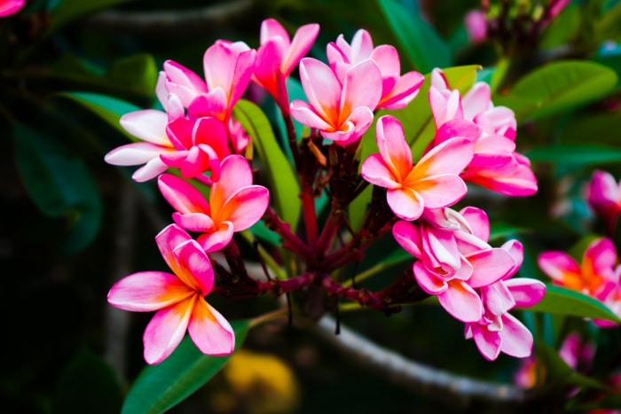 plantes d'intérieur qui sentent le plus