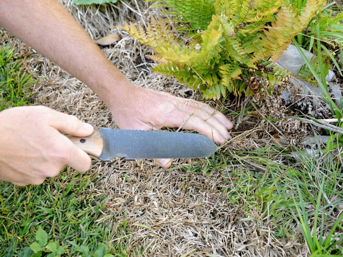 Une personne utilisant la meilleure option de couteau hori hori pour creuser les racines d'une plante d'extérieur.