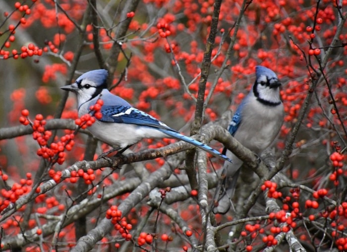 12 façons d’être un bon voisin pour la faune de votre jardin