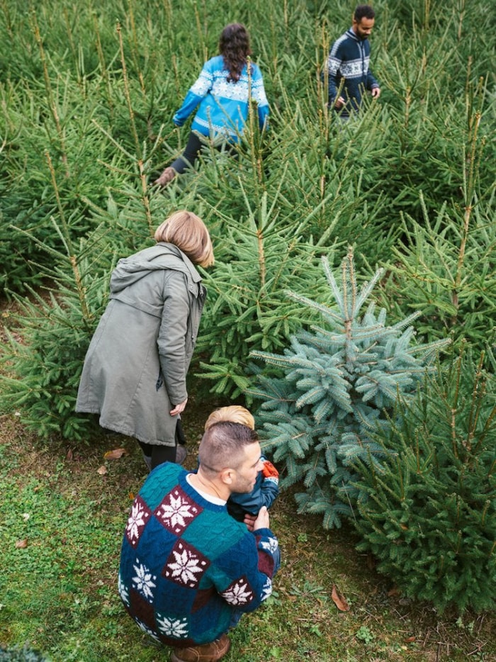 10 choses à savoir avant de couper votre propre sapin de Noël